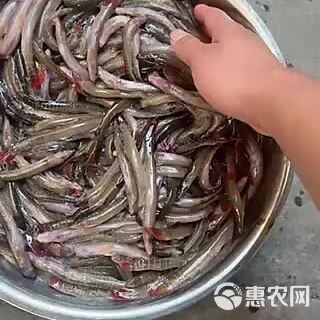 龍鰍魚的價格是多少 龍鰍魚的價格是多少 龍魚百科 第8張