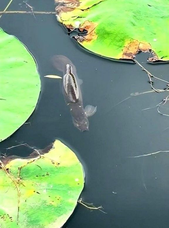 龍鰍魚的價格是多少 龍鰍魚的價格是多少 龍魚百科 第2張