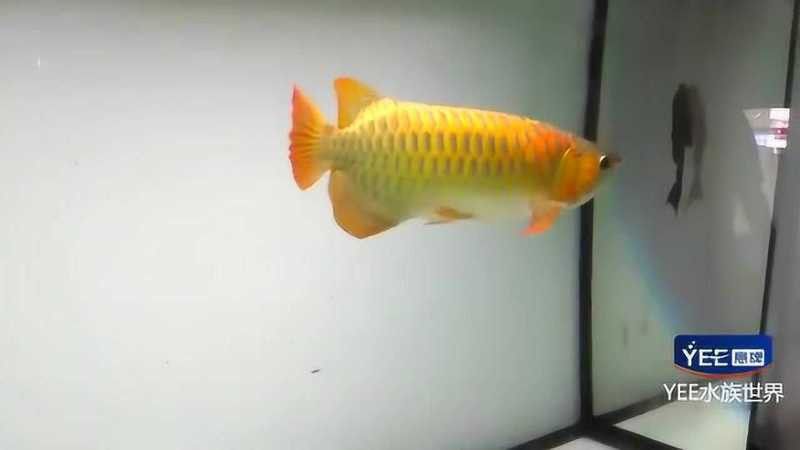 7000萬的紅龍魚視頻