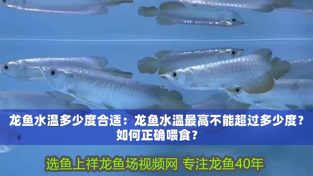 龍魚水溫多少度合適：龍魚水溫最高不能超過多少度？如何正確喂食？