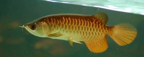 龍魚難不難養,龍魚的飼養難度主要體現在哪些方面 龍魚百科 第4張 龍魚難不難養,龍魚的飼養難度主要體現在哪些方面 龍魚難不難養,龍魚的飼養難度主要體現在哪些方面 龍魚百科 第4張