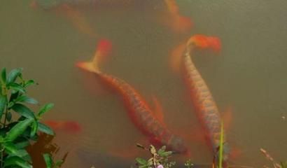 龍魚難不難養,龍魚的飼養難度主要體現在哪些方面 龍魚百科 第2張 龍魚難不難養,龍魚的飼養難度主要體現在哪些方面 龍魚難不難養,龍魚的飼養難度主要體現在哪些方面 龍魚百科 第2張