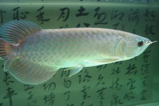 青龍魚和金龍魚的區別圖片對比大全