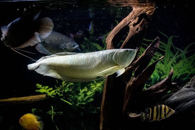招財魚可以和銀龍魚混養嗎圖片視頻