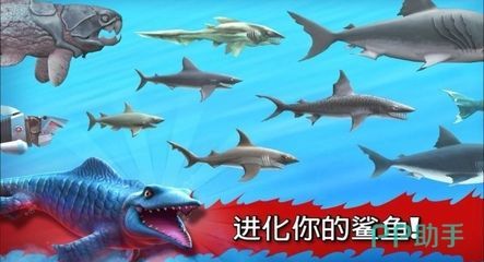 大白鯊幼崽成長過程：大白鯊幼崽的成長過程