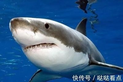大白鯊幼崽成長過程：大白鯊幼崽的成長過程