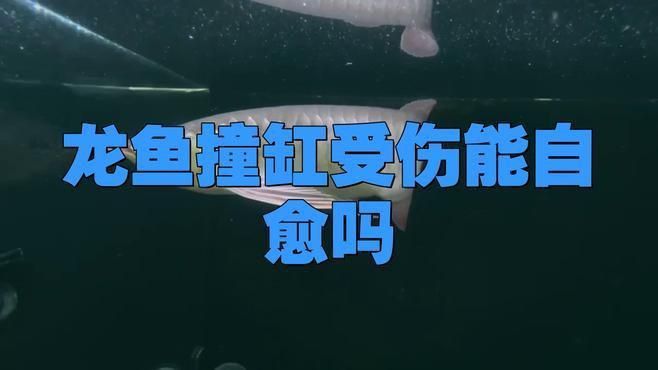 龍魚摔傷后多久可以恢復(fù)？