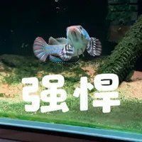 龍魚摔傷后多久可以恢復(fù)？