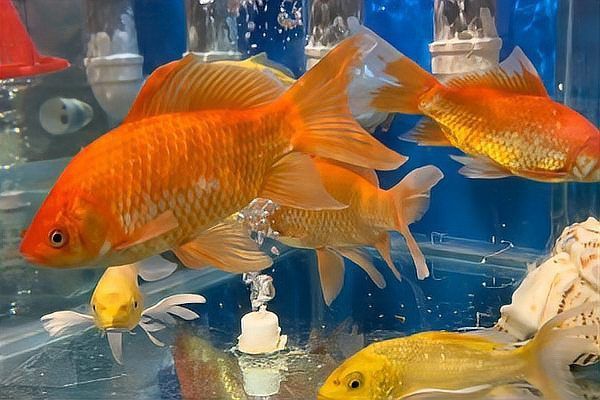 錦鯉繁殖最簡單方法 錦鯉繁殖最簡單方法 龍魚百科 第3張
