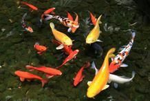 錦鯉繁殖最簡單方法 錦鯉繁殖最簡單方法 龍魚百科 第6張