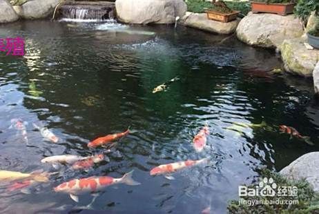 錦鯉繁殖最簡單方法 錦鯉繁殖最簡單方法 龍魚百科 第8張