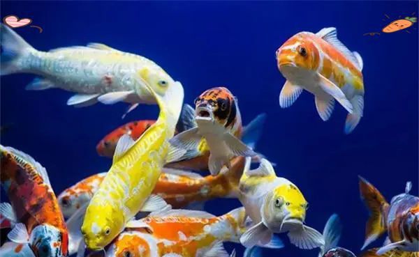錦鯉繁殖最簡單方法 錦鯉繁殖最簡單方法 龍魚百科 第10張