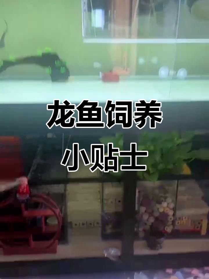 如何設(shè)置龍魚缸的水流和過濾？