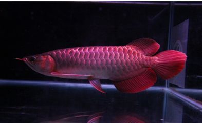 紅龍魚回來趴缸一般幾天換一次水：紅龍魚回來趴缸一般幾天換一次水是固定的嗎 紅龍魚回來趴缸一般幾天換一次水：紅龍魚回來趴缸一般幾天換一次水是固定的嗎 龍魚百科 第2張