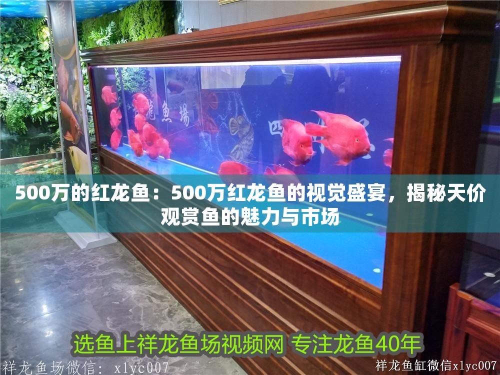 500萬的紅龍魚：500萬紅龍魚的視覺盛宴，揭秘天價觀賞魚的魅力與市場