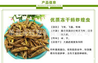 龍魚吃螞蚱的好處有哪些：龍魚吃螞蚱的好處 龍魚吃螞蚱的好處有哪些：龍魚吃螞蚱的好處 龍魚百科 第3張