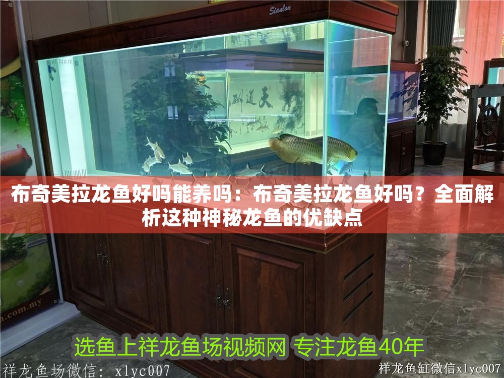 布奇美拉龍魚好嗎能養(yǎng)嗎：布奇美拉龍魚好嗎？全面解析這種神秘龍魚的優(yōu)缺點