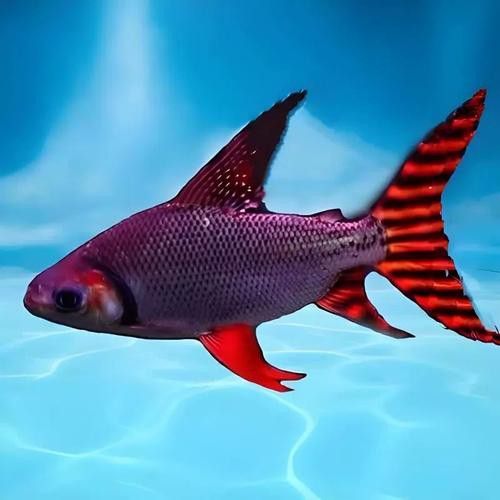 金龍魚和什么魚混養最佳搭配圖片視頻 金龍魚和什么魚混養最佳搭配圖片視頻 龍魚百科 第3張