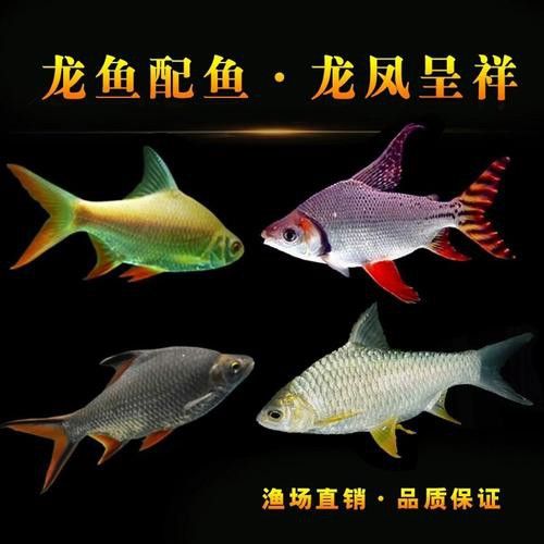 金龍魚和什么魚混養最佳搭配圖片視頻 金龍魚和什么魚混養最佳搭配圖片視頻 龍魚百科 第8張