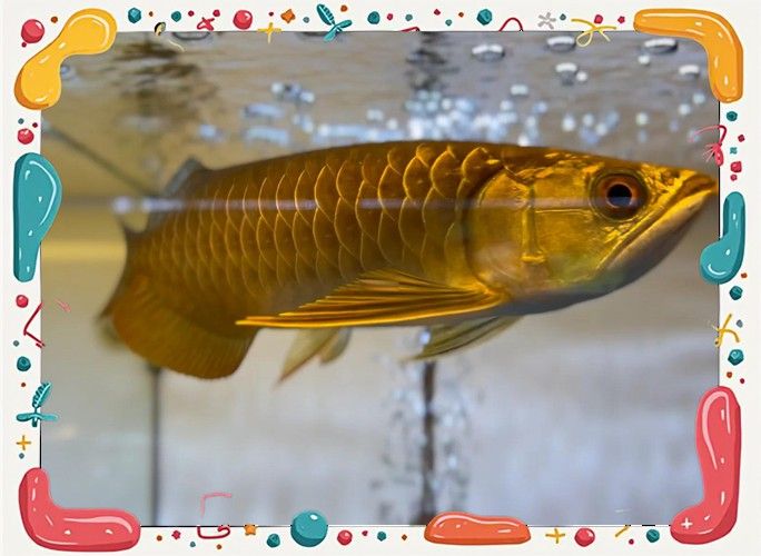 金龍魚和什么魚混養最佳搭配圖片視頻 金龍魚和什么魚混養最佳搭配圖片視頻 龍魚百科 第9張