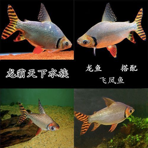 金龍魚和什么魚混養最佳搭配圖片視頻 金龍魚和什么魚混養最佳搭配圖片視頻 龍魚百科 第7張