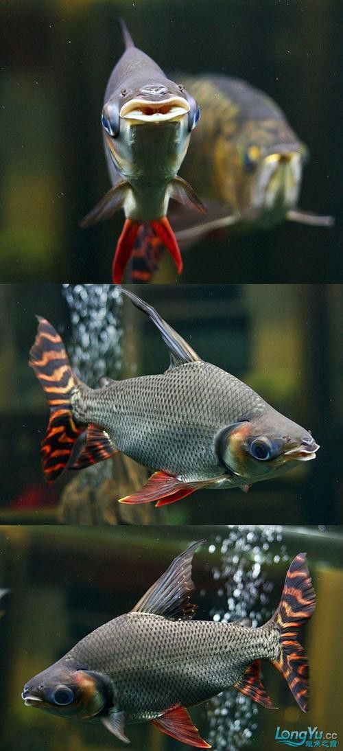 金龍魚和什么魚混養最佳搭配圖片視頻 金龍魚和什么魚混養最佳搭配圖片視頻 龍魚百科 第19張