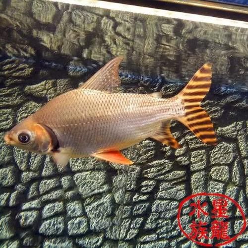 金龍魚和什么魚混養最佳搭配圖片視頻 金龍魚和什么魚混養最佳搭配圖片視頻 龍魚百科 第23張