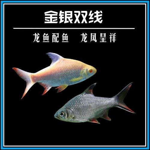 金龍魚和什么魚混養最佳搭配圖片視頻 金龍魚和什么魚混養最佳搭配圖片視頻 龍魚百科 第22張