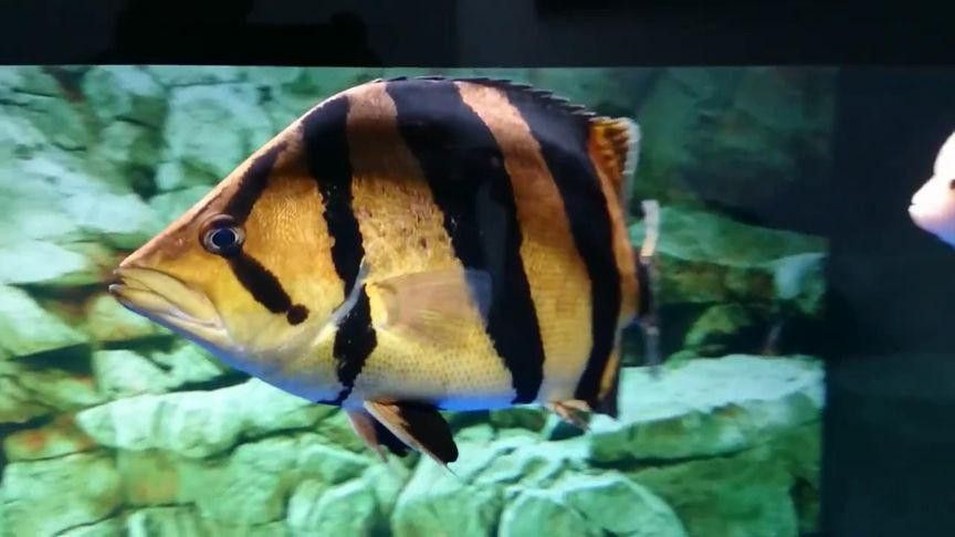 金龍魚和什么魚混養最佳搭配圖片視頻 金龍魚和什么魚混養最佳搭配圖片視頻 龍魚百科 第25張