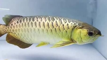 金龍魚和什么魚混養最佳搭配圖片視頻 金龍魚和什么魚混養最佳搭配圖片視頻 龍魚百科 第31張