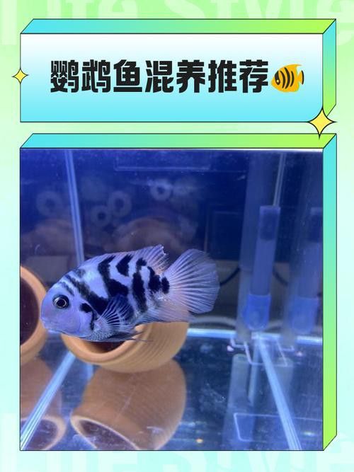 金龍魚和什么魚混養最佳搭配圖片視頻 金龍魚和什么魚混養最佳搭配圖片視頻 龍魚百科 第34張