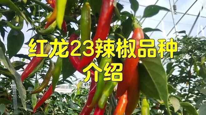 龍魚紅龍最好的品種是什么魚類