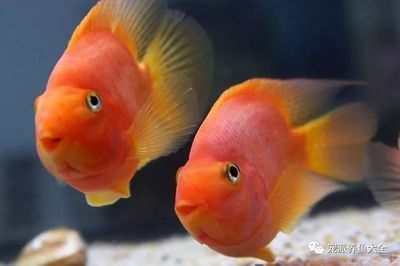 養龍魚和鸚鵡的缸多久換水：養龍魚和鸚鵡的缸多久換一次水