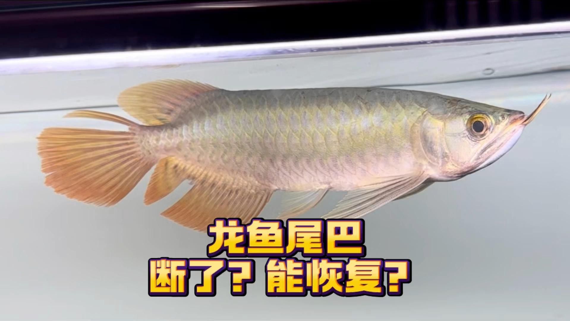 龍魚掉尾能否完全恢復？