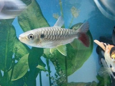 紅尾平克魚混養龍魚：紅尾平克魚與龍魚混養的風險