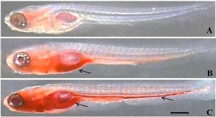 龍魚經常撞缸什么情況會死：龍魚撞缸并導致死亡的原因