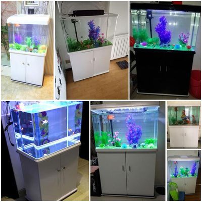 龍魚吃食視頻：30篇龍魚吃食視頻高清版龍魚吃食視頻高清版龍魚吃食視頻