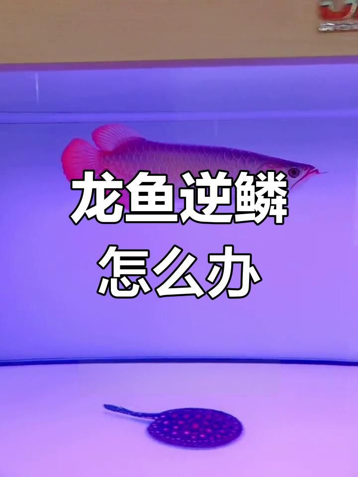 龍魚立鱗病復(fù)發(fā)怎么辦？
