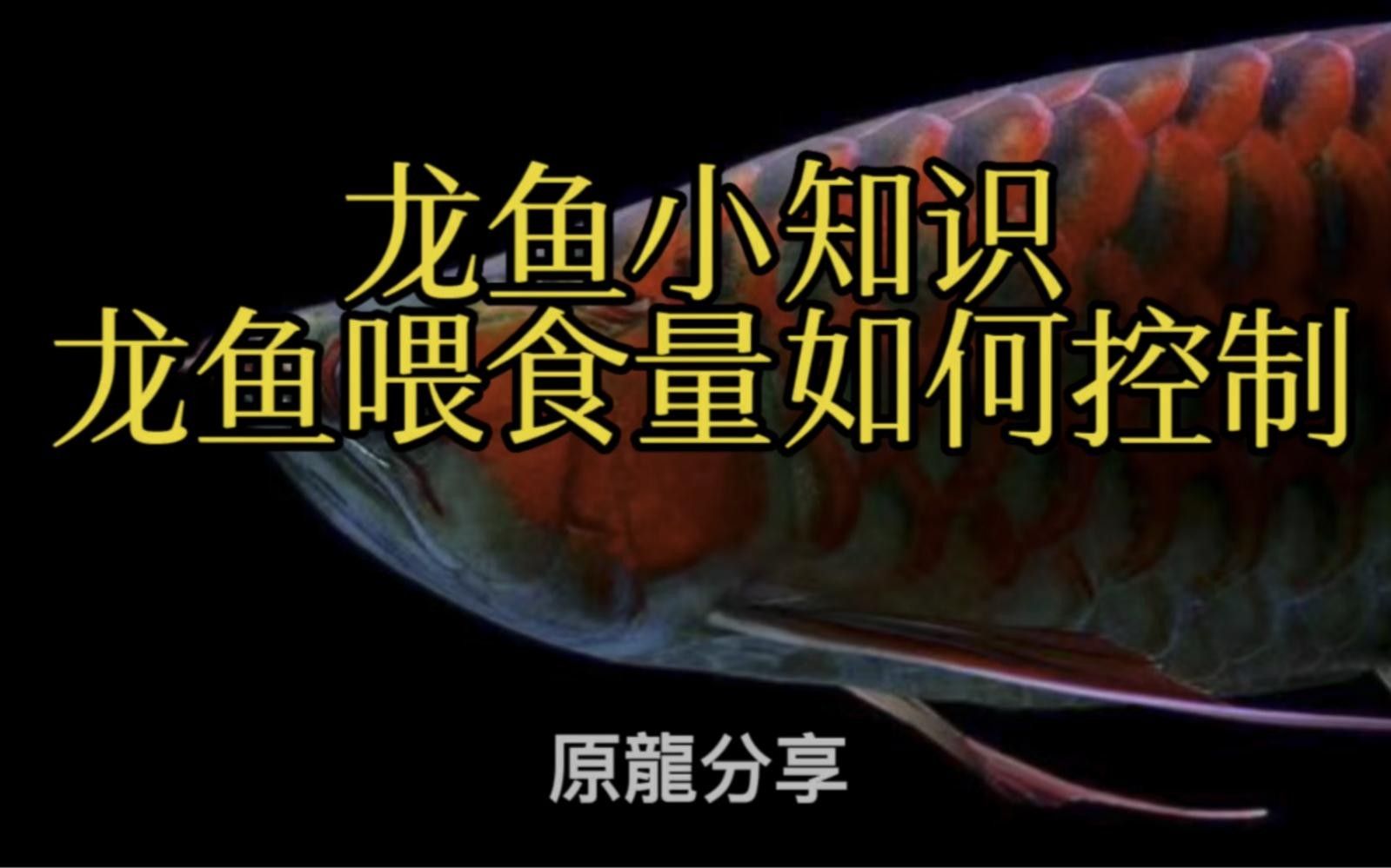 龍魚一次喂多少合適？ 龍魚一次喂多少合適？ 龍魚百科 第5張