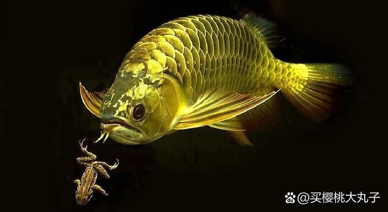 龍魚一次喂多少合適？ 龍魚一次喂多少合適？ 龍魚百科 第14張