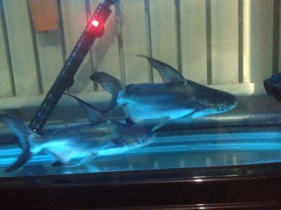 龍魚大戰鯊魚（龍魚可以和鯊魚一起養嗎？）