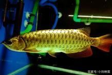 金龍魚在風水中的作用