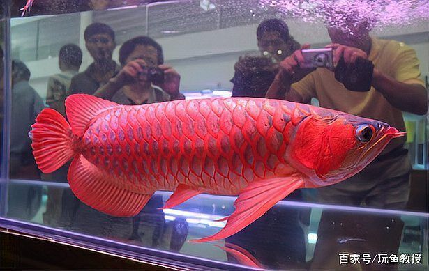 金龍魚在風水中的作用