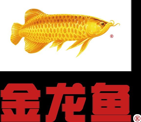 金龍魚logo設計理念是什么？ 金龍魚logo設計理念是什么？ 龍魚百科 第5張