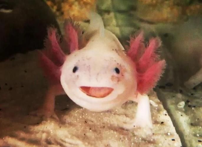 六角龍魚多少錢一條圖片