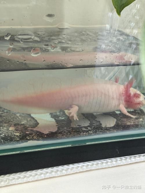 六角龍魚多少錢一條圖片
