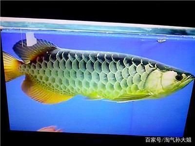 龍魚顏色變淺了怎么辦呢：龍魚光照需求詳解，改善龍魚水質(zhì)的具體方法