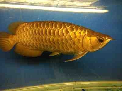 金龍魚和銀龍魚有什么區別，金龍魚與銀龍魚在外形、顏色以及飼養方式上存在明顯差異 金龍魚和銀龍魚有什么區別，金龍魚與銀龍魚在外形、顏色以及飼養方式上存在明顯差異 龍魚百科 第4張