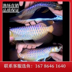 紅龍魚挑選幼苗的方法圖解（如何挑選紅龍魚幼苗）