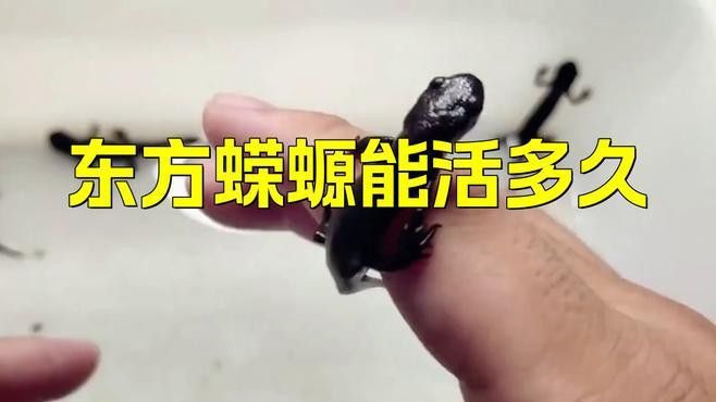 六角龍魚和蠑螈的壽命有多長？ 六角龍魚和蠑螈的壽命有多長？ 龍魚百科 第2張